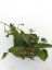 Hoya macrophylla