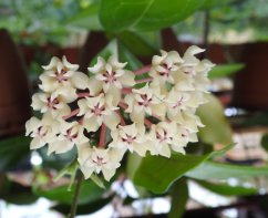 Hoya elliptica Philippines