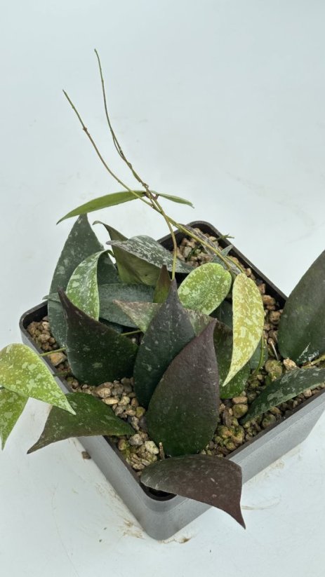 Hoya flagelata silver