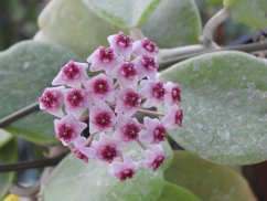 Hoya obovata