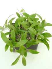Hoya Namtok