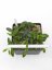 Hoya bilobata hort ipps0087 blute rot