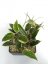 Hoya macrophylla albomarginata