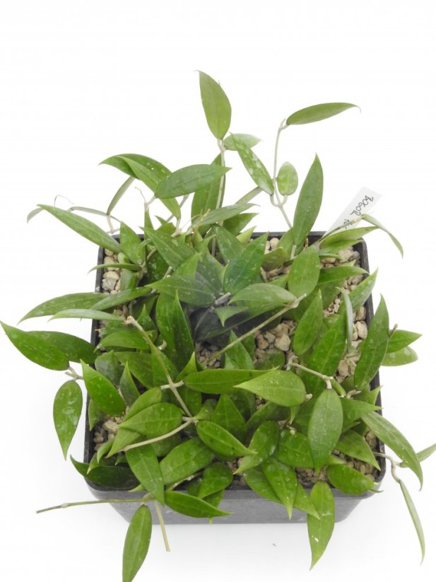 Hoya bogor 166