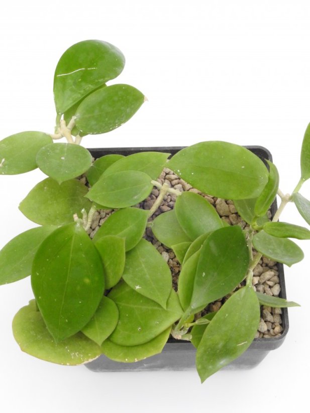 Hoya bent