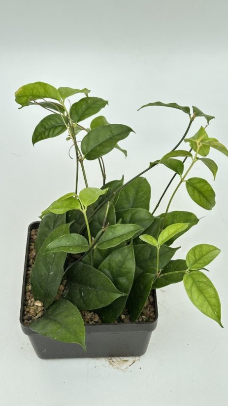 Hoya danumensis blute weis rot