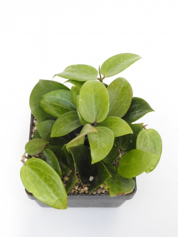 Hoya subquintuplinervis
