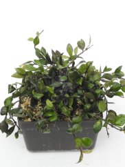 Hoya Lacunosa Black Queen