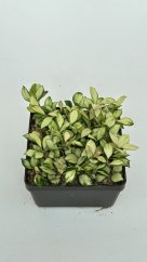 Hoya heuschkeliana