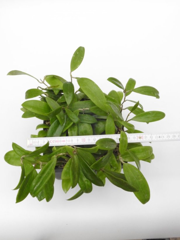 Hoya bhutanica