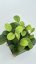 Hoya David's Cup Green