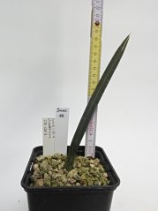 Sansevieria rhodesiana CG126.3 No.15
