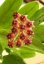 Hoya lobbii cv. orange