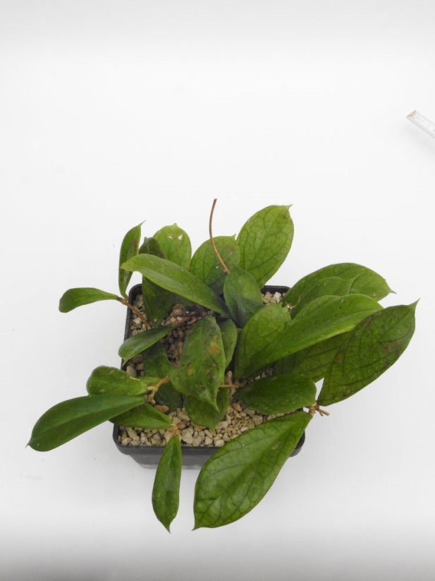Hoya forbesii gelbe blten