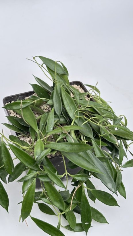 Hoya kuhlii