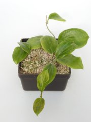 Hoya Merillii
