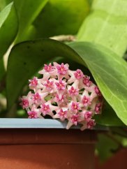 Hoya Tomataensis