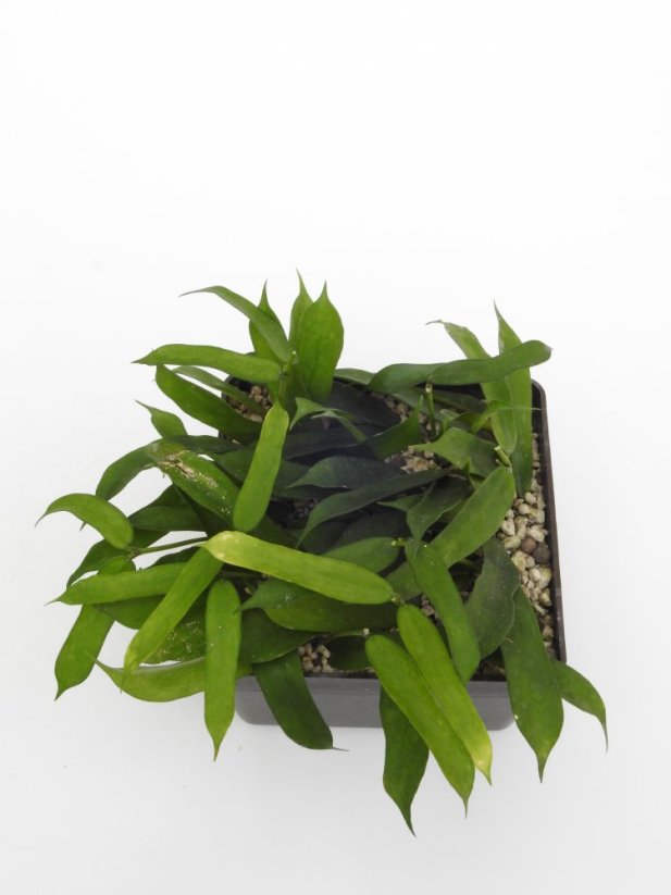 Hoya pandurata
