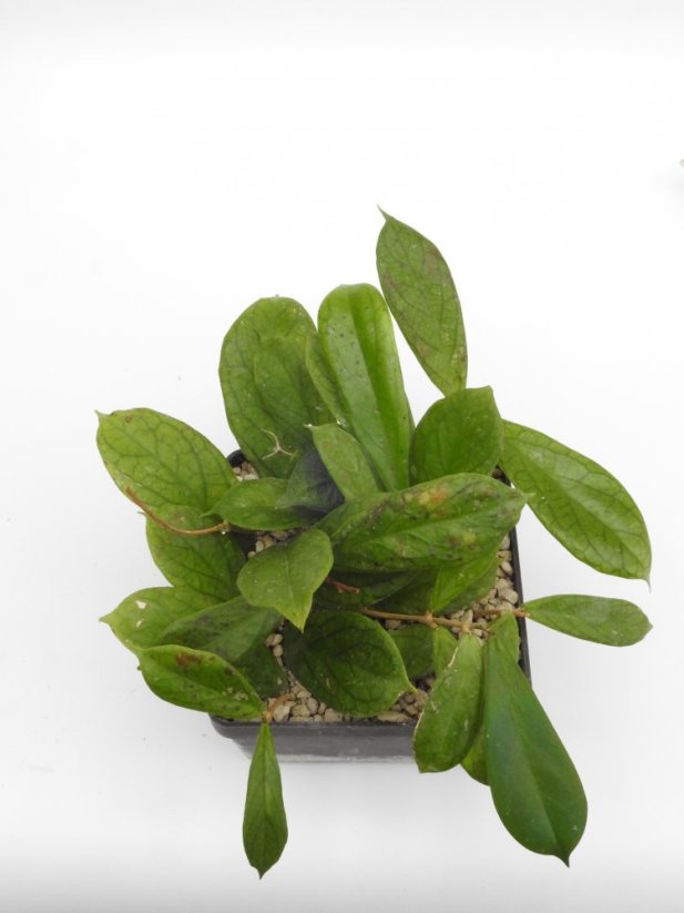 Hoya forbesii gelbe blten