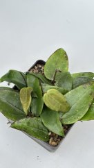 Hoya sulawesi 8867