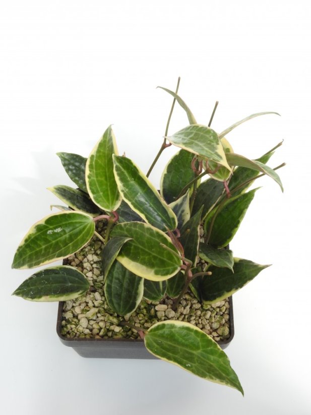 Hoya macrophylla albomarginata