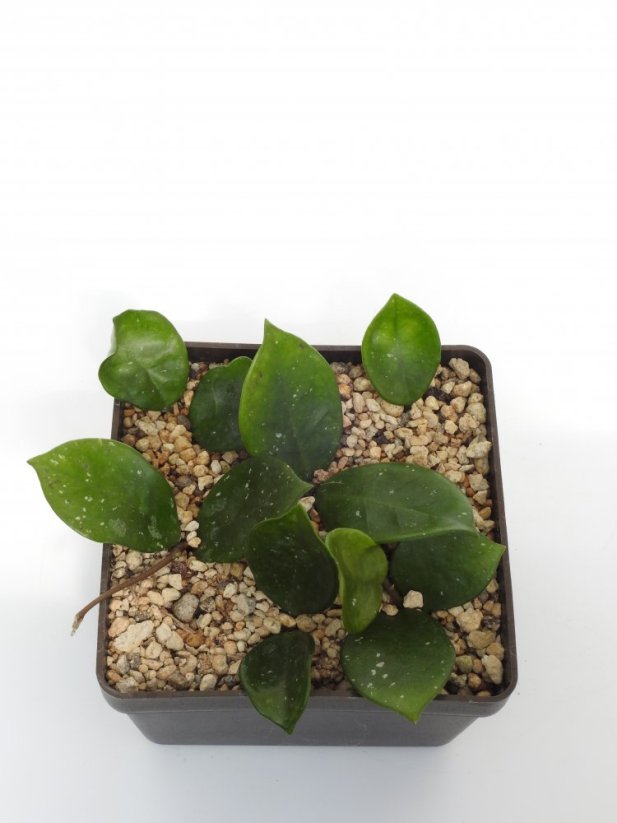 Hoya Snow Ball
