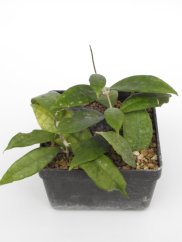 Hoya Finlaysonii Panggha