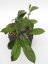 Hoya Gonoloboides