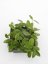 Hoya fitchii