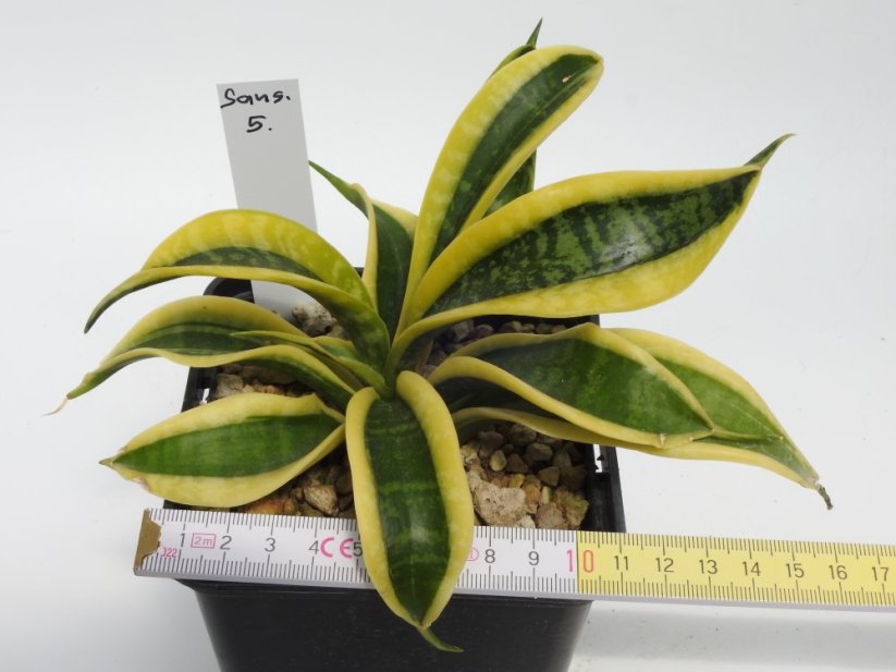 Sansevieria trifasciata sp. No.5