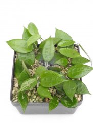 Hoya anjuk ladang ma07