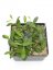 Hoya bilobata hort ipps0087 blute rot