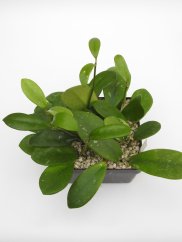 Hoya diversifolia el nidicus