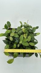 Hoya sipitangensis