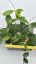 Hoya carnosa red