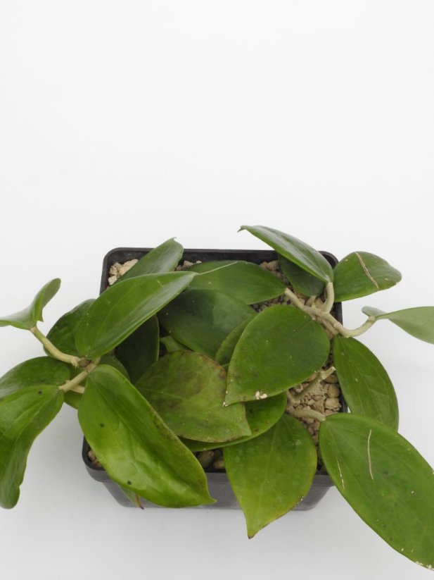 Hoya parasitica