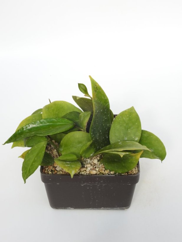 Hoya MB 1253-77