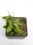 Hoya Bicolensis