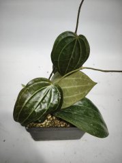 Hoya Sarawak