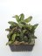 Hoya Sigilatis Big Leaf