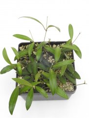 Hoya anncajanoae