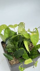 Hoya campanulata