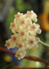 Hoya crassipetiolata