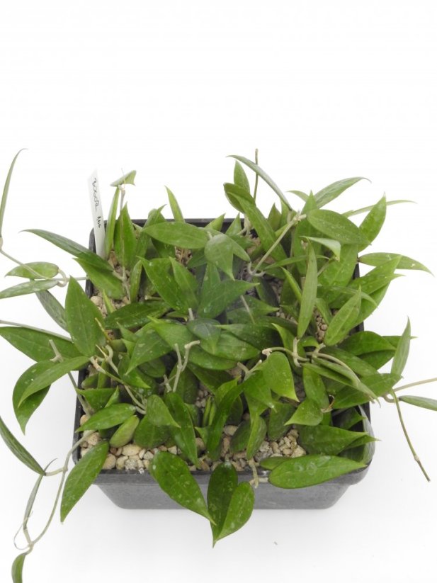 Hoya bogor 166