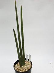 Sansevieria pearsonii No.16