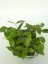 Hoya Spearmint