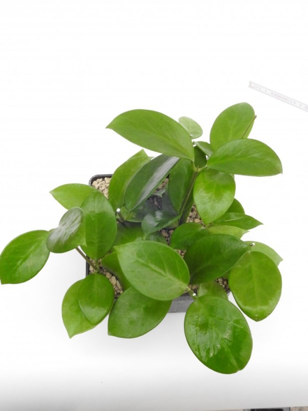 Hoya bicknellii