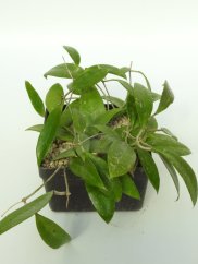 Hoya Verticillata var. Hendersonii