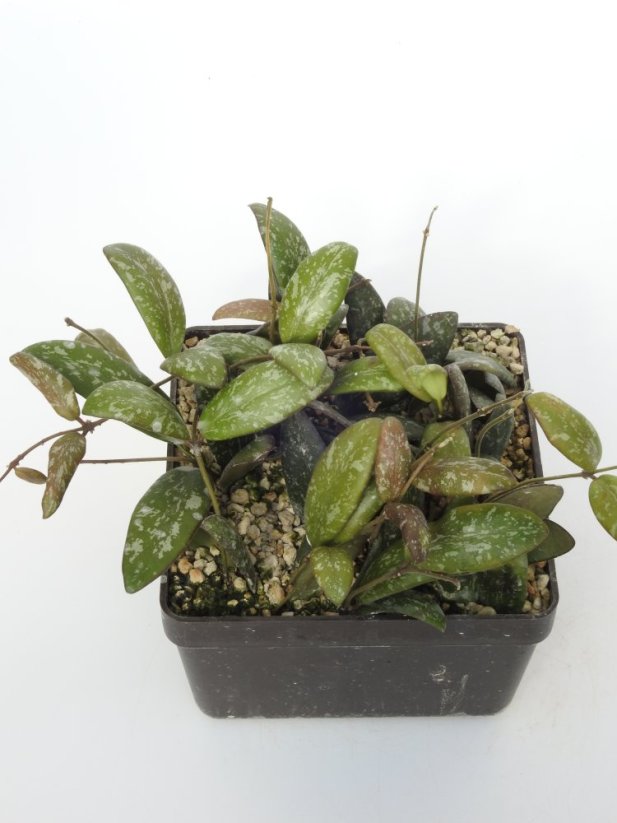 Hoya Sigilatis Big Leaf
