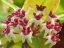 Hoya patricia